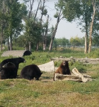 Yellowstone Bear World {Idaho}