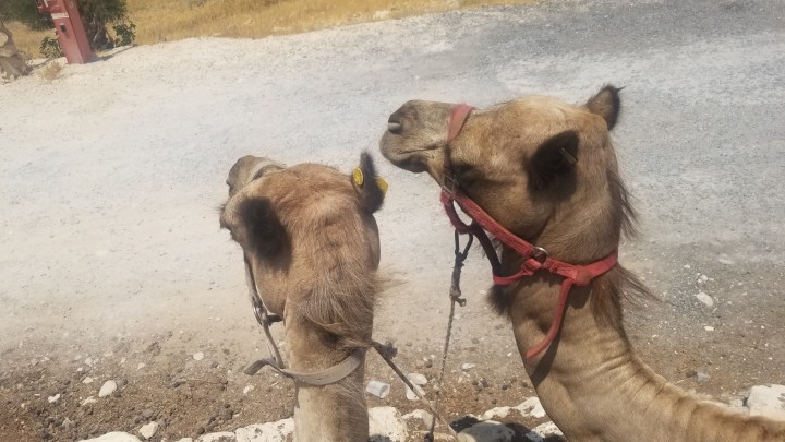 Moments & Misadventures :: Camels Don’t Spit, They Sing