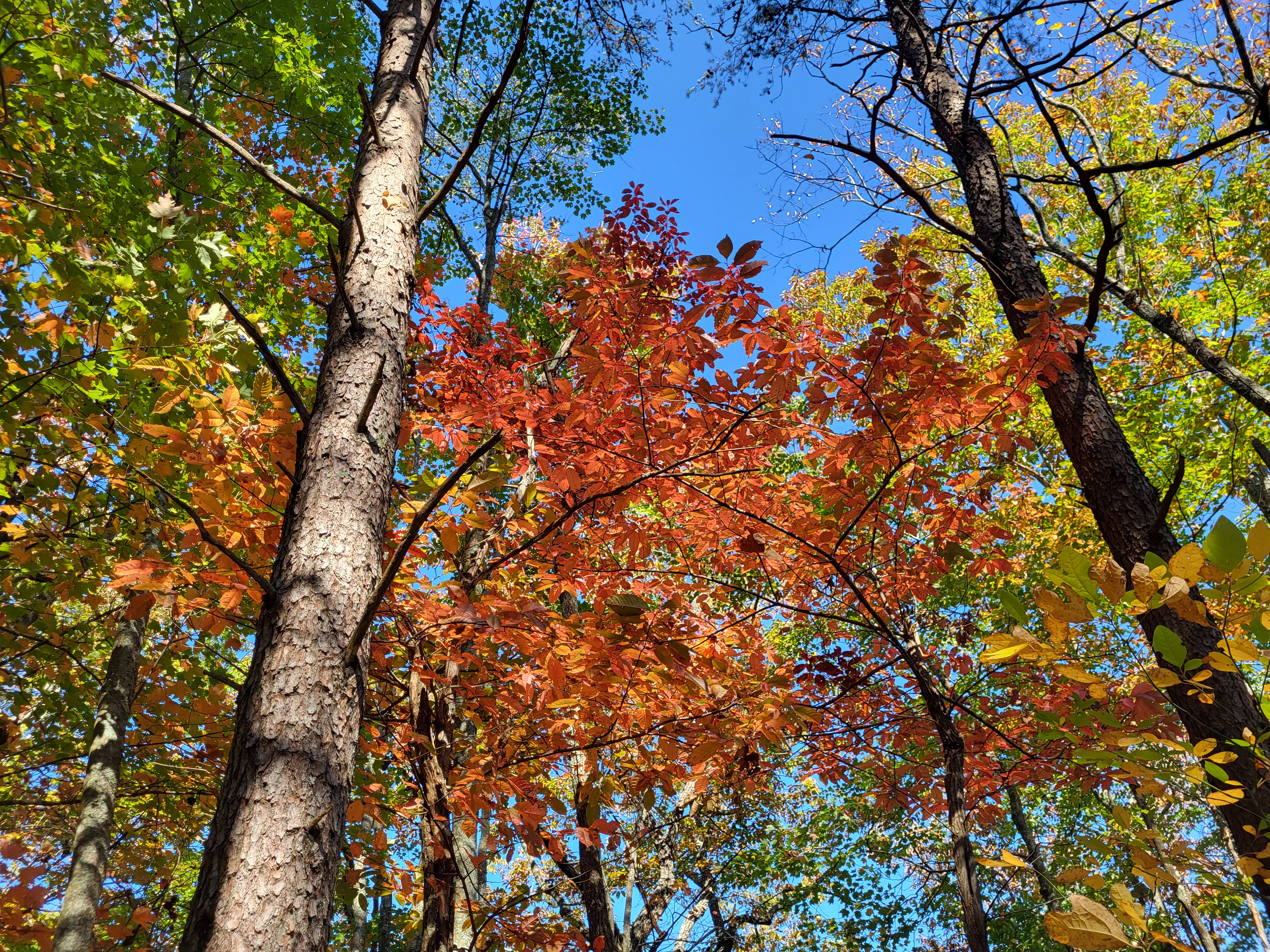 Five Favorites : Autumn Hikes in Tennessee
