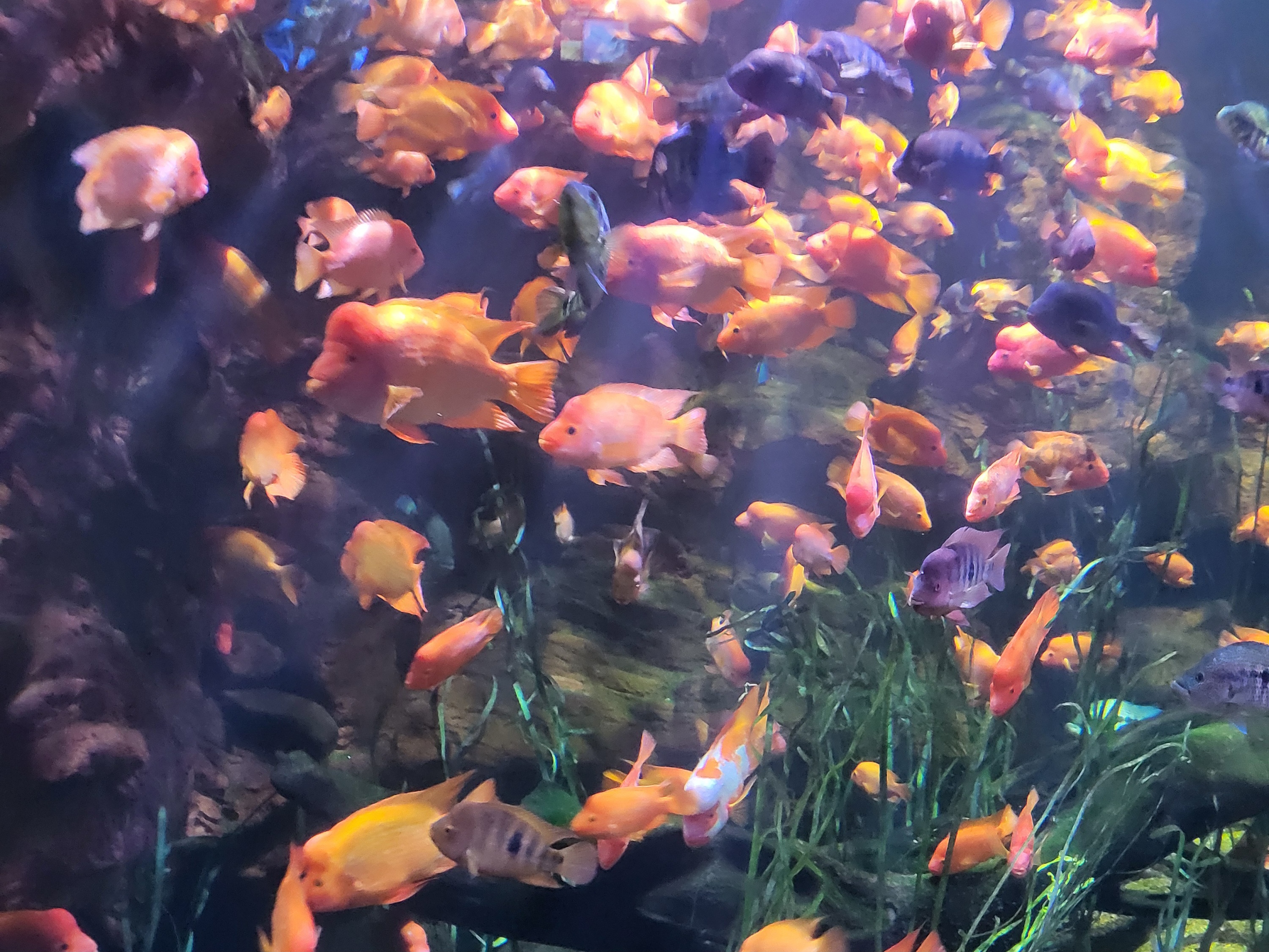 Exploring Rivers & Oceans at the Tennessee Aquarium {Tennessee}